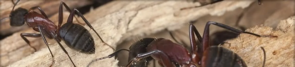 Close-up of ants on wood showing an active ant infestation in Bradenton, FL