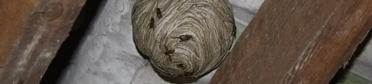 Wasp nest in an attic space, a common home infestation risk in Bradenton, FL
