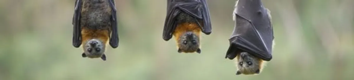 Bats roosting together, a common sign of a bat infestation in Bradenton, FL