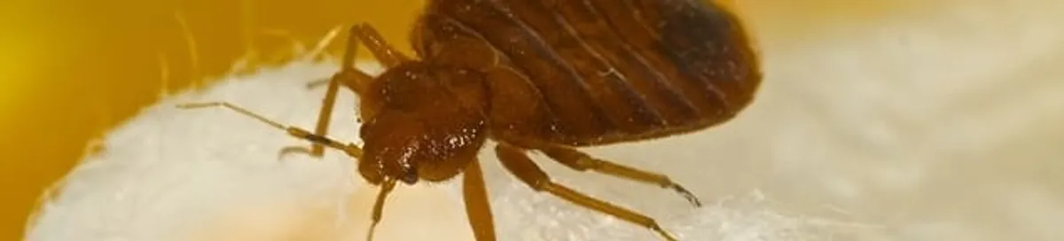 Close-up of a bed bug, a sign of an active infestation in Bradenton, FL