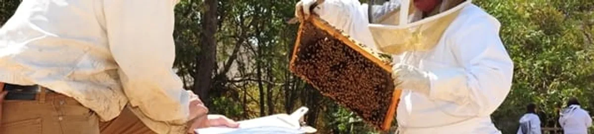 Bee removal specialists relocating a hive and honeycomb safely in Bradenton, FL