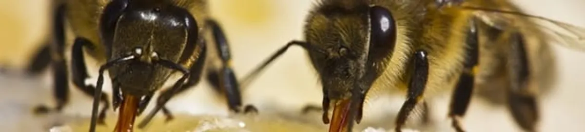 Close-up of honey bees, a sign of a nearby hive in Bradenton, FL