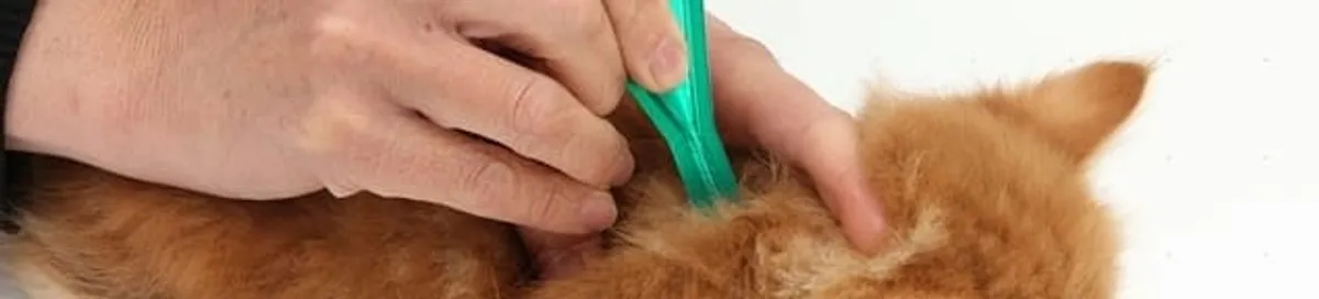 Flea treatment for pets using a flea comb, a sign of flea problems in Bradenton, FL