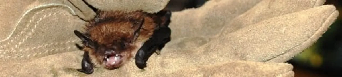 Bat removal specialist holding a bat safely during humane exclusion in Bradenton, FL
