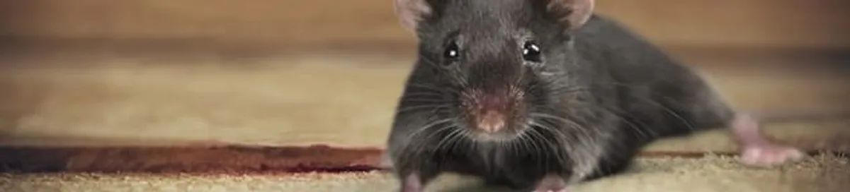 Mouse indoors, a common sign of a rodent infestation in Bradenton, FL