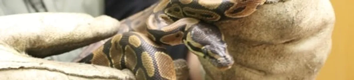 Snake removal specialist safely handling a snake with protective gloves in Bradenton, FL