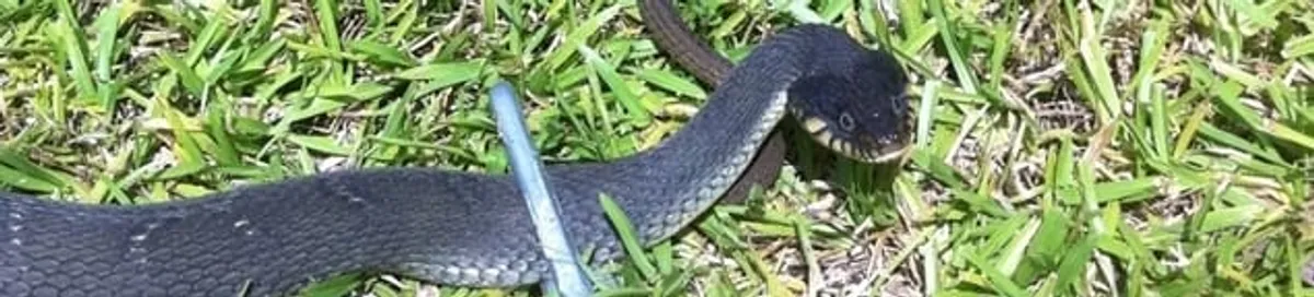 Snake in a yard, a common sign of a snake problem near a home in Bradenton, FL