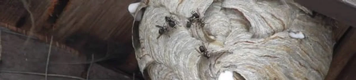 Close-up of a wasp nest with active wasps, a sign of an infestation in Bradenton, FL